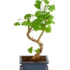Outdoor-Bonsai Ginkgobaum - Ginkgo Biloba 2 Outdoor-Bonsai Ginkgobaum - Ginkgo Biloba -Gartenmöbelgeschäft 8286254 PR FS 001 GinkoBilobaT20DehnerExpressHerzig