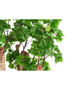 Fiederaralie - Polyscias Roble, Hydrokultur 6 Fiederaralie - Polyscias Roble, Hydrokultur -Gartenmöbelgeschäft 8416539 WE DE 001 PolysciasRobleFiederaralienHydroT18