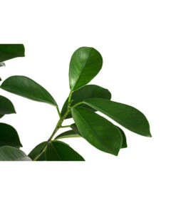 Lorbeer-Feige - Ficus Microcarpa 'Moclame', Hydrokultur -Gartenmöbelgeschäft 8416927 WE DE 001 FicusMicrocarpaMoclameHydroT18 19BirkenfeigeDehnerExpressHerzig