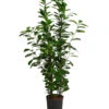 Lorbeer-Feige - Ficus Microcarpa 'Moclame', Hydrokultur -Gartenmöbelgeschäft 8416927 WE FS 001 FicusMicrocarpaMoclameHydroT18 19BirkenfeigeDehnerExpressHerzig