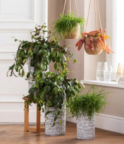 Kannenpflanze - Nepenthes 'Miranda' -Gartenmöbelgeschäft 8476970 8686461 8686578 WE MO 001 AeschynanthusMarmoratus