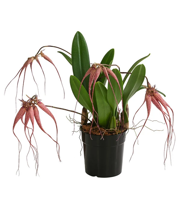 Orchidee - Bulbophyllum 'Elizabeth Ann' 3 Orchidee - Bulbophyllum 'Elizabeth Ann'