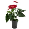 Flamingoblume - Anthurium Andreanum, Hydrokultur -Gartenmöbelgeschäft 8536237 WE FS 001 AnthuriumAndreanumRotAnthurieHydroT15
