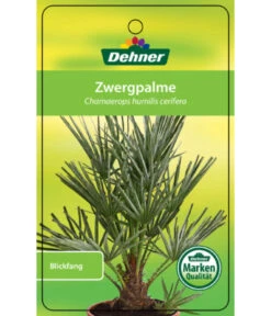 Blaue Zwergpalme -Gartenmöbelgeschäft 8584401 Chamaeropshumiliscerifera 15112016 1