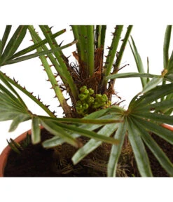 Gartenmöbelgeschäft -Gartenmöbelgeschäft 8584401 WE DE 01 ChamaeropsHumillisCeriferaT18DehnerExpressHerzig