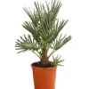 Blaue Zwergpalme -Gartenmöbelgeschäft 8584401 WE FS 001 ChamaeropsHumillisOWCeriferaT18DehnerExpressHerzig