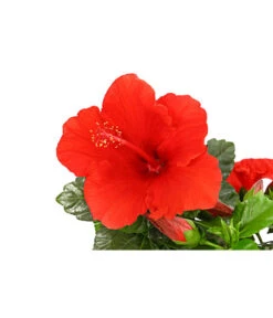 Zimmerhibiskus - Hibiscus Rosa-sinensis, Verschiedene Sorten -Gartenmöbelgeschäft 8595241 PR DE 001 HibiscusMixBuschT17DehnerExpressHerzig