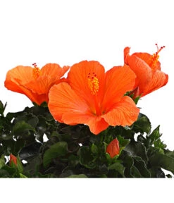 Zimmerhibiskus - Hibiscus Rosa-sinensis, Verschiedene Sorten -Gartenmöbelgeschäft 8595241 WE DE 001 HibiskusHibiscusBuschT17DehnerExpressHerzig