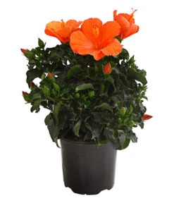Zimmerhibiskus - Hibiscus Rosa-sinensis, Verschiedene Sorten -Gartenmöbelgeschäft 8595241 WE FS 001 HibiskusHibiscusBuschT17OWDehnerExpressHerzig