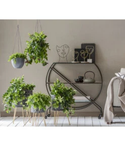 Schamblume - Aeschynanthus Japhrolepis -Gartenmöbelgeschäft 8635377 WE MO 001 AeschynanthusAmpel2021GC15