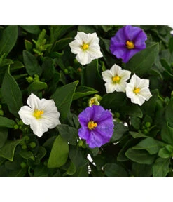 Enzianstrauch-Duo, Stämmchen 7 Enzianstrauch-Duo, Stämmchen -Gartenmöbelgeschäft 8649691 PR DE 001 SolanumRantonettiStammT17TwinDehnerExpressHerzig