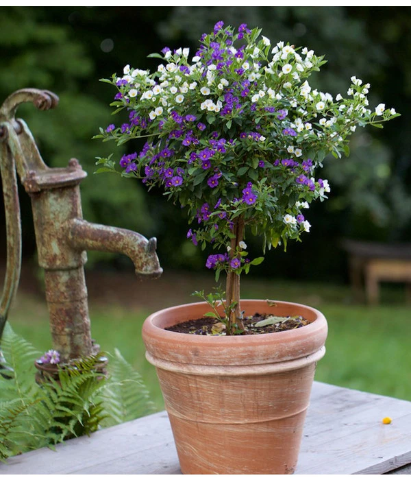 Enzianstrauch-Duo, Stämmchen 4 Enzianstrauch-Duo, Stämmchen – Bild 2