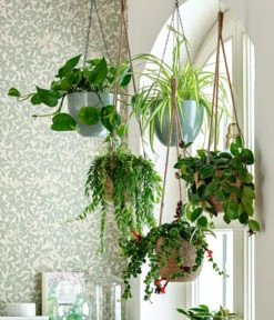 Schamblume - Aeschynanthus Japhrolepis -Gartenmöbelgeschäft 8650376 WE MO 001 Ampelpflanzen