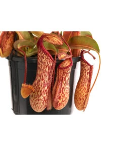 Kannenpflanze - Nepenthes 'Miranda' -Gartenmöbelgeschäft 8686578 WE DE 001 NepenthesMirandaT15