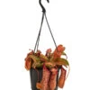 Kannenpflanze - Nepenthes 'Miranda' -Gartenmöbelgeschäft 8686578 WE FS 001 NepenthesMirandaT15