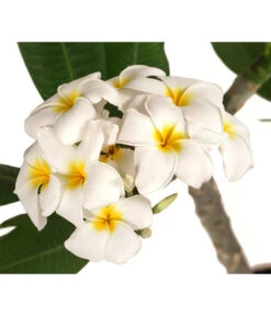 Gartenmöbelgeschäft -Gartenmöbelgeschäft 8691180 WE DE 001 PlumeriaT18MixOstroFrangipani