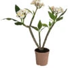 Frangipani - Plumeria Alba -Gartenmöbelgeschäft 8691180 WE FS 001 PlumeriaT18MixOstroFrangipani