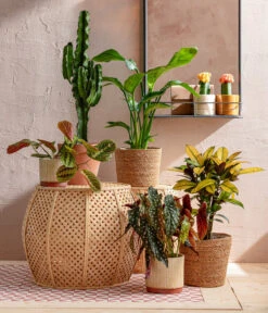 Abessinische Wolfsmilch - Euphorbia Abyssinica -Gartenmöbelgeschäft 8698805 WE MO 001 AutumnSunrise