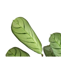 Korbmarante - Ctenanthe Burle-marxii -Gartenmöbelgeschäft 8720930 PR DE 001 CtenantheAmagrisT12 DehnerExpressHerzig