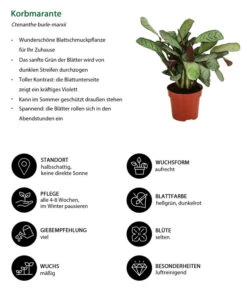 Korbmarante - Ctenanthe Burle-marxii -Gartenmöbelgeschäft 8720930 WE IG 001 KorbmaranteCalatheaBurleMarxii Kopie
