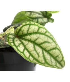 Schmuckpfeffer - Piper Sylvaticum 5 Schmuckpfeffer - Piper Sylvaticum -Gartenmöbelgeschäft 8721110 WE DE 001 PiperSylvaticumT15