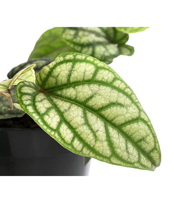 Schmuckpfeffer - Piper Sylvaticum 4 Schmuckpfeffer - Piper Sylvaticum – Bild 2