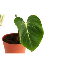 Baumfreund - Philodendron Gloriosum -Gartenmöbelgeschäft 8742389 WE DE 001 PhilodendronGloriosumT15