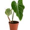 Baumfreund - Philodendron Gloriosum 2 Baumfreund - Philodendron Gloriosum -Gartenmöbelgeschäft 8742389 WE FS 001 PhilodendronGloriosumT15