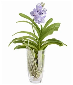 Orchidee - Vanda Cultivars 'Vanda', Im Glas -Gartenmöbelgeschäft 8756199 PR FS 002 VandaKleinbluetigImGlasDehnerExpressZS