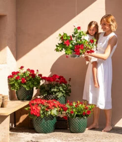 Dehner Keramik-Topf Elite -Gartenmöbelgeschäft 8813008 6705461 6705479 6705487 WE MO 001 GeranieRubinHeissesRot