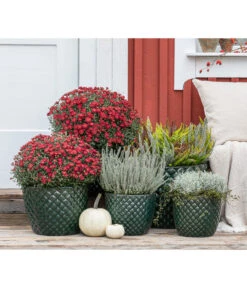 Dehner Keramik-Topf Elite -Gartenmöbelgeschäft 8815763 WE MO 001 KnospenheideCallunaFluffyT11