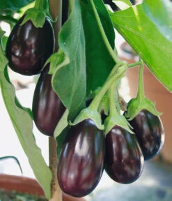 Pick-&-Joy® Aubergine Mit Früchten -Gartenmöbelgeschäft 8838047 WE DE 001 AubergineOphelliaF1Fruechte