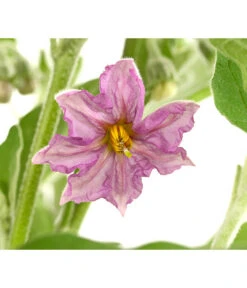 Pick-&-Joy® Aubergine Mit Früchten -Gartenmöbelgeschäft 8838047 WE DE 001 PickandJoyAubergineT14