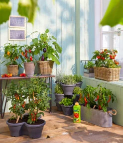 Gartenmöbelgeschäft -Gartenmöbelgeschäft 8838815 WE MO 001 PickaTomBeerentomateCandyT14