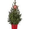 Weihnachtsbaum - Zwerg-Fichte 'Little Santa®' -Gartenmöbelgeschäft 8997280 PR FS 005 PiceaLittleSanta5L