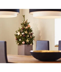 Weihnachtsbaum - Zwerg-Fichte 'Little Santa®' -Gartenmöbelgeschäft 8997280 PR MO 002 PiceaLittleSanta5L