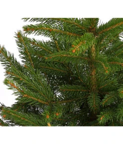 Stech-Fichte, Ca. 40-60 Cm, Im Topf Gewachsen -Gartenmöbelgeschäft 8997512 WE DE 003 PiceaPungensFichte40 60DehnerExpressHerzig