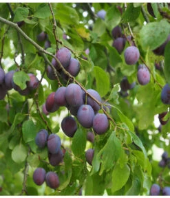 Gartenmöbelgeschäft -Gartenmöbelgeschäft M200006349 WE MO 001 ZwetschgeKulinariaToptastePixabay