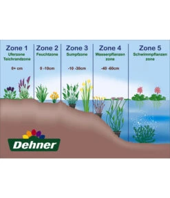 Dehner Japanorchidee - Gartenorchidee -Gartenmöbelgeschäft WE DE 001 Teichzonen Wasserpflanzen Schild